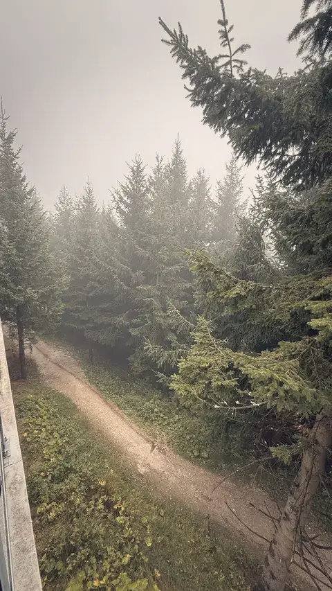 霧裡的步道，只看得到前面幾棵雲杉。