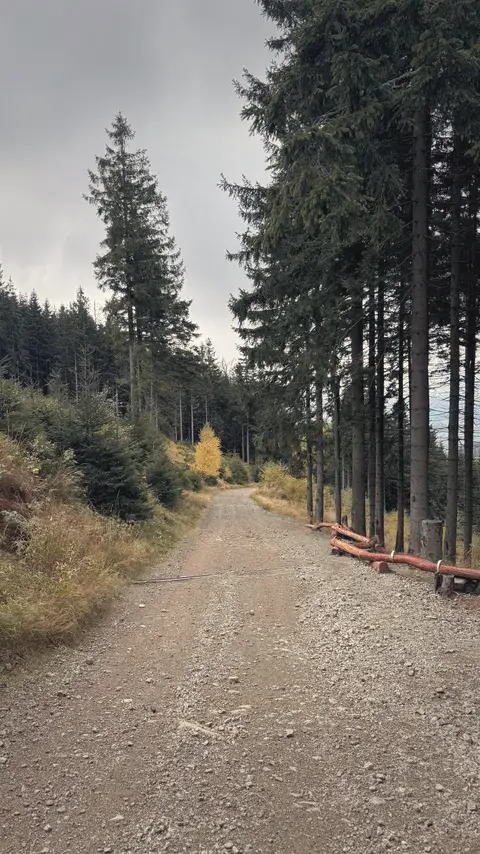 中午，附近的林道，霧退到樹梢上面。
