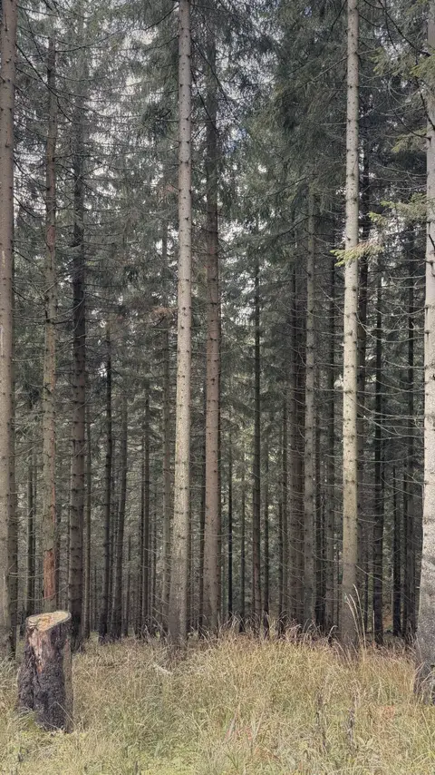 筆直的雲杉林。