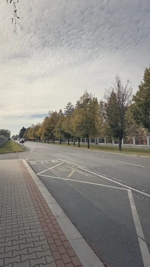 往博物館大門的路，兩旁都是樹。