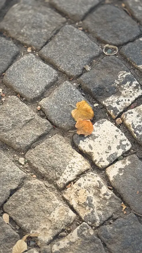 石板縫裡卡著兩片黃葉。
